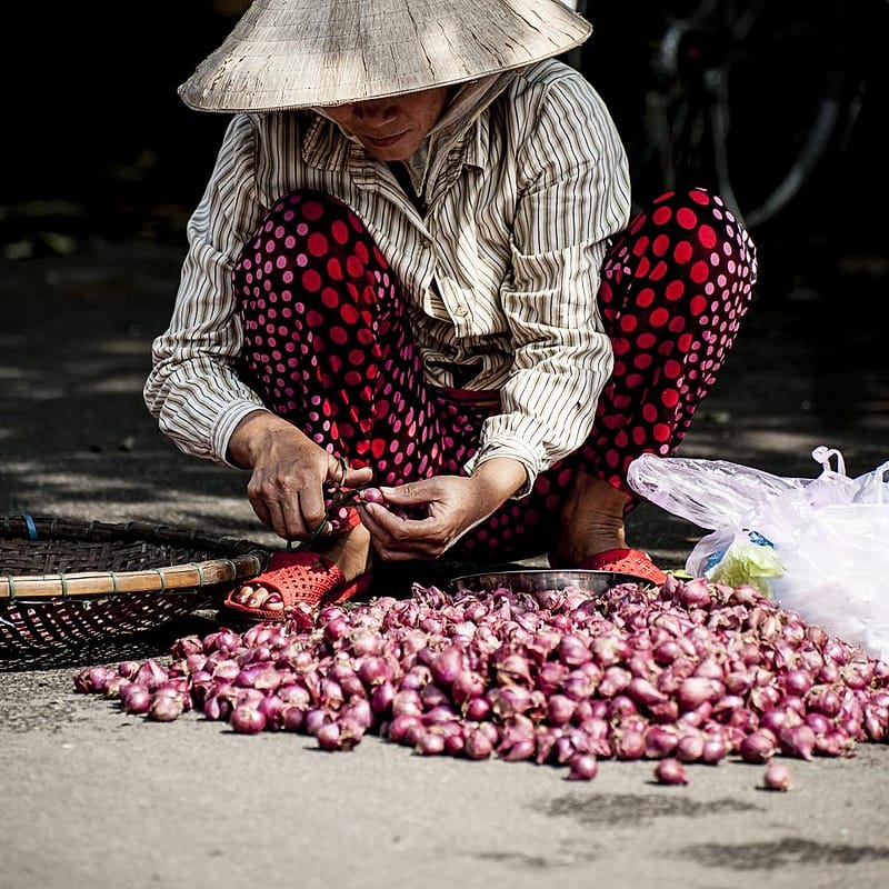Ibu petani memilah bawang merah hasil panen