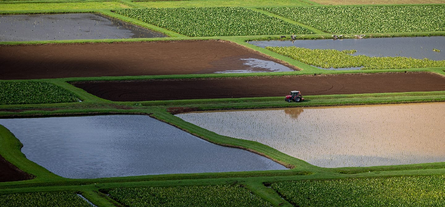 Hamparan sawah dan kolam desa binaan