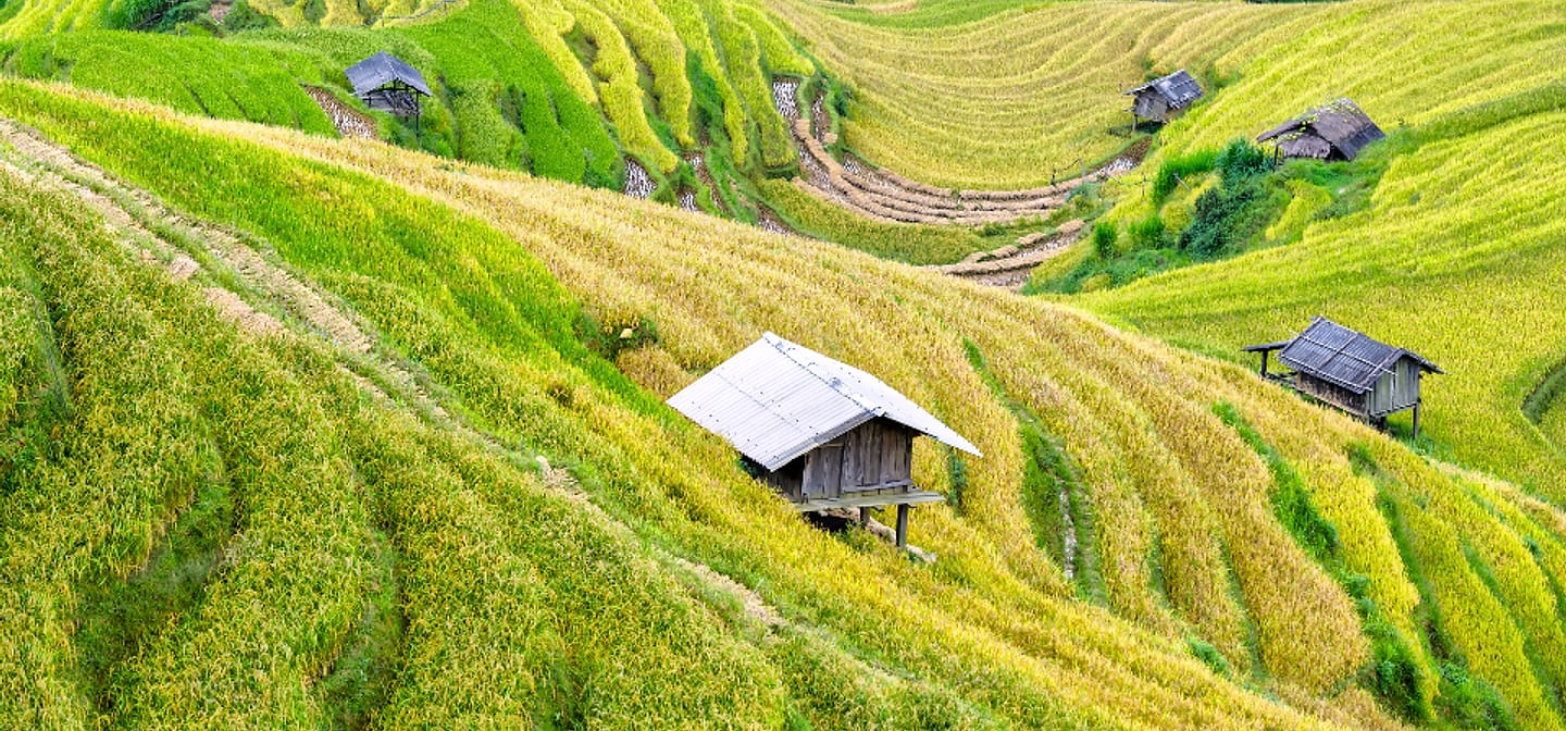 Sawah terasering di lereng bukit