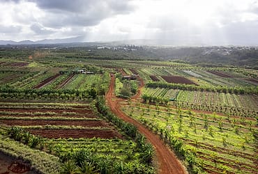 Panen Pertama Kebun Gizi Desa Binaan