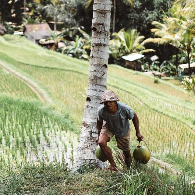 Petani membawa kelapa di sawah