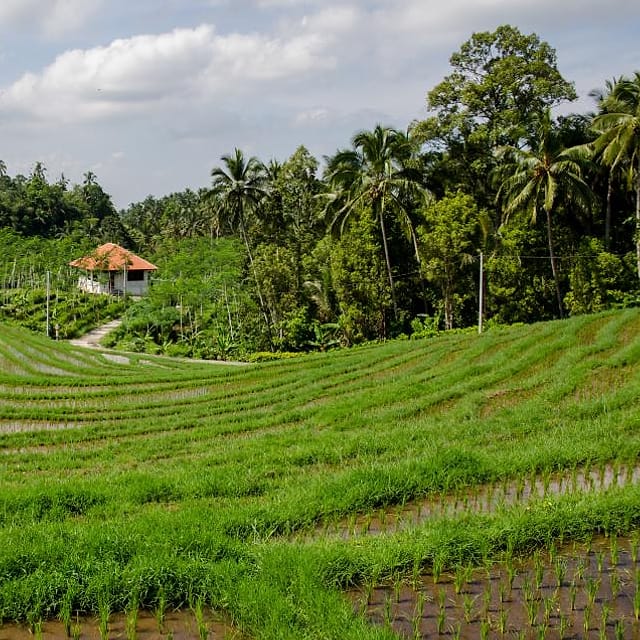Sawah dan rumah di desa