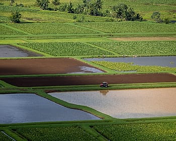 Sawah desa dampingan dari udara
