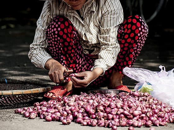 Ibu petani memilah bawang merah