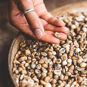 Green bean Toraja