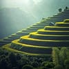 Sawah terasering