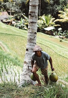 Sawah dan petani