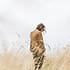 Pengunjung di ladang gandum