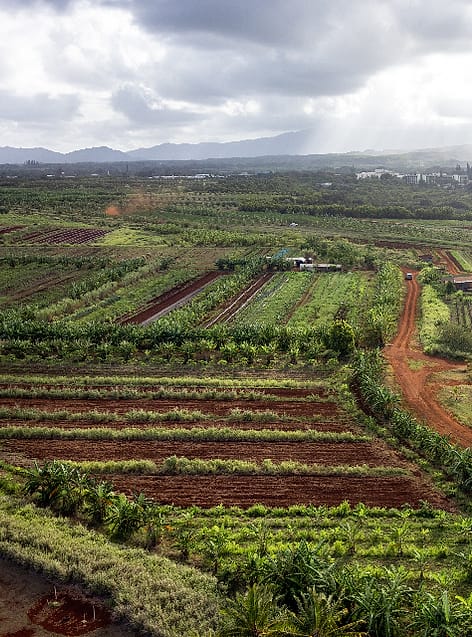Petak kebun sayur dari ketinggian