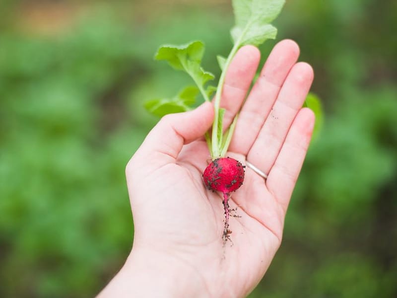 Lobak kecil yang baru dipanen dari kebun pekarangan