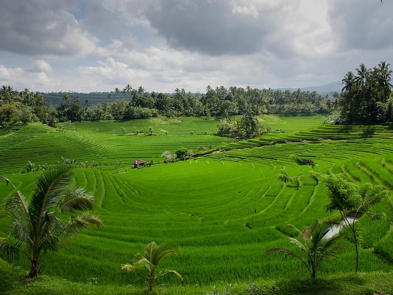 Sawah terasering hijau di musim hujan