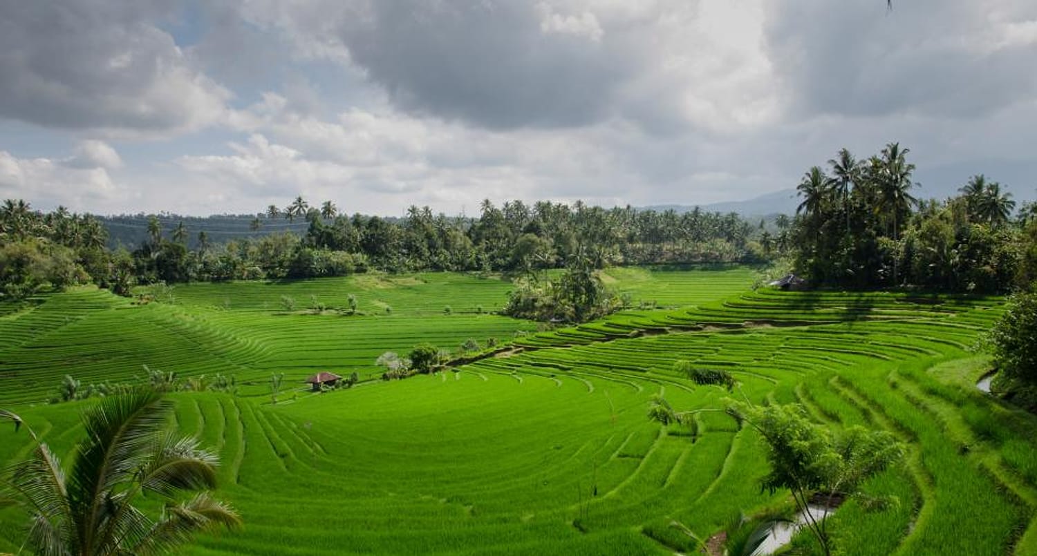 Sawah terasering hijau di musim hujan