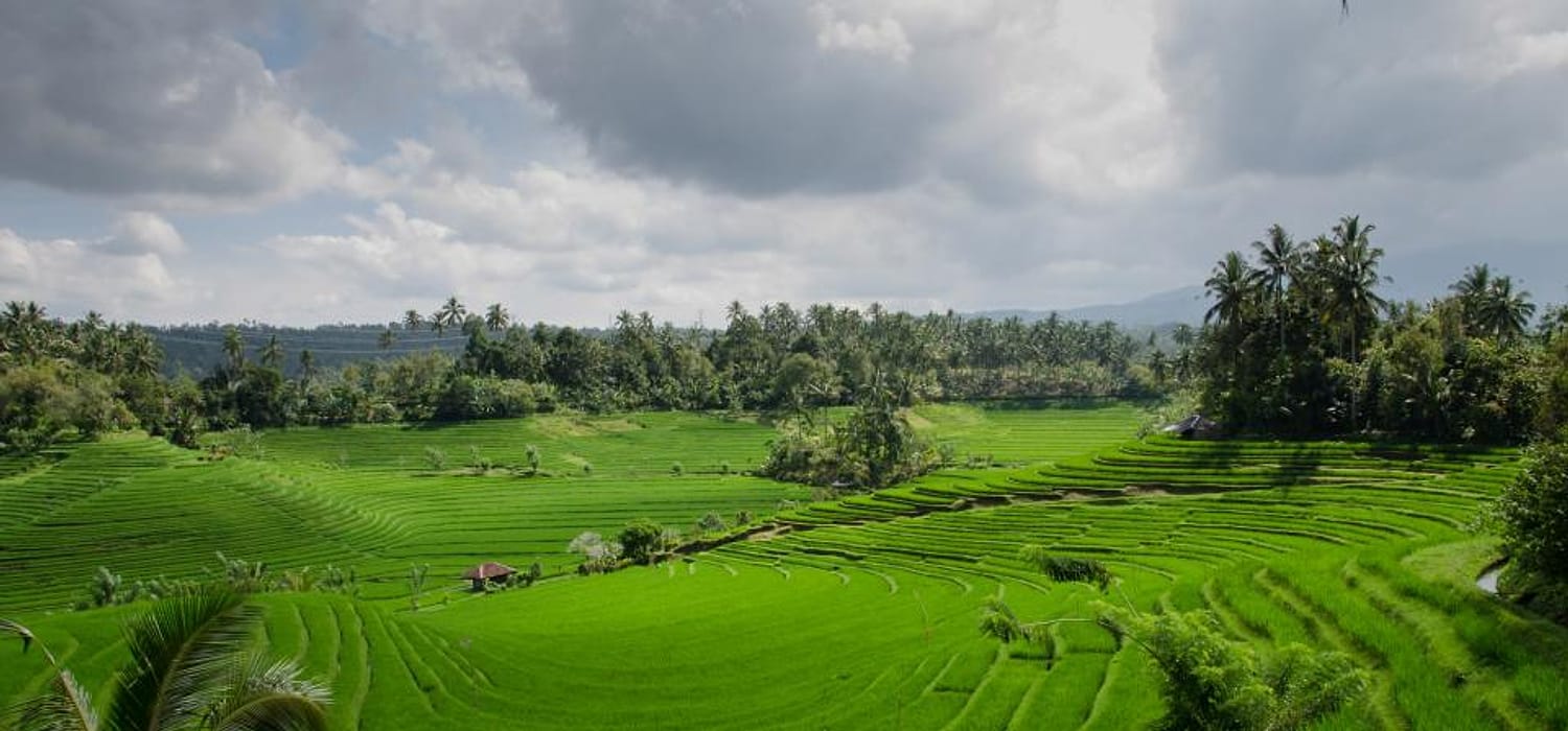 Sawah terasering hijau di musim hujan