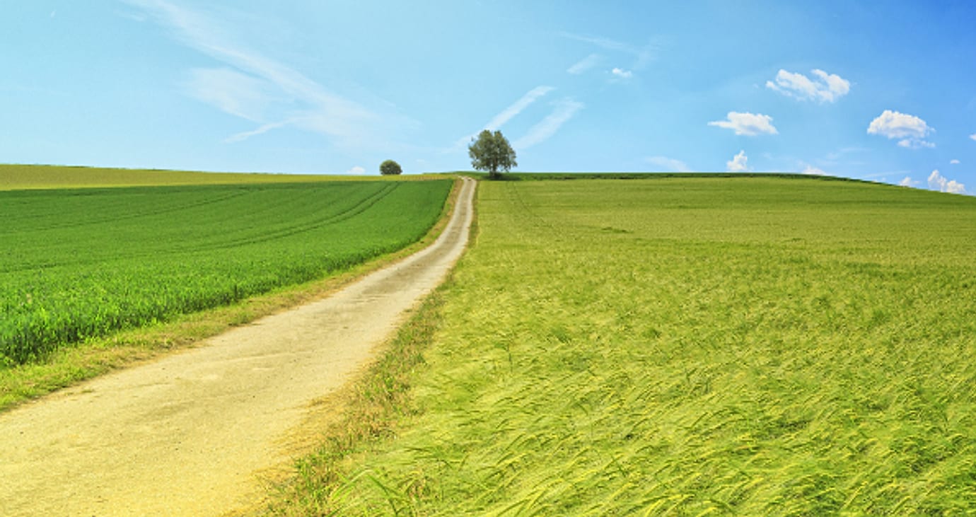 Jalan setapak di tengah ladang hijau