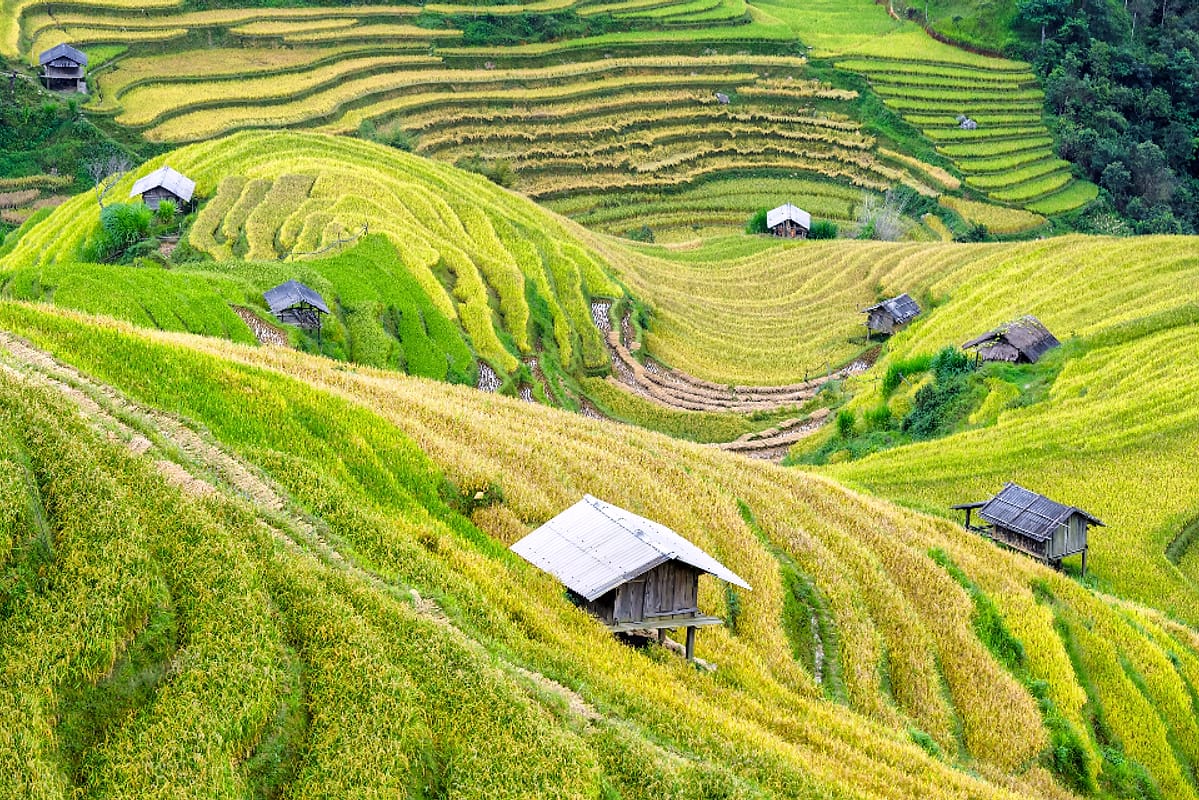 Sawah bertingkat hijau