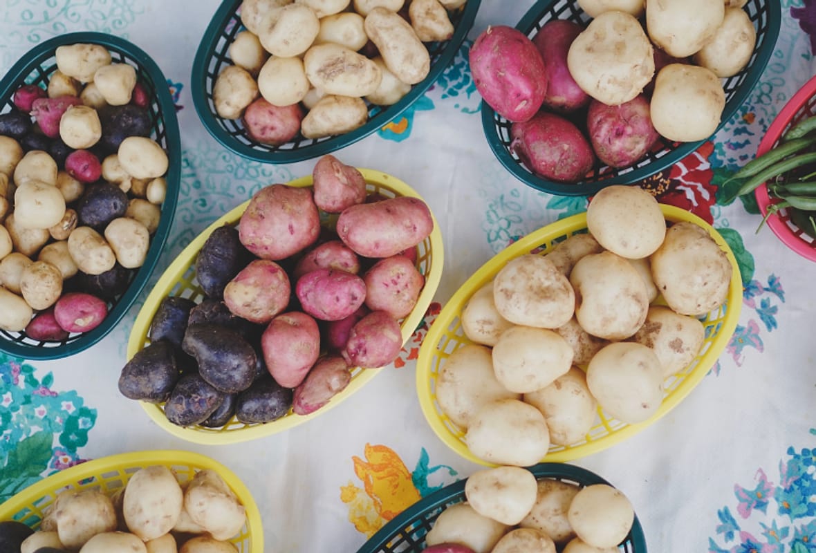 Kentang aneka warna hasil kebun