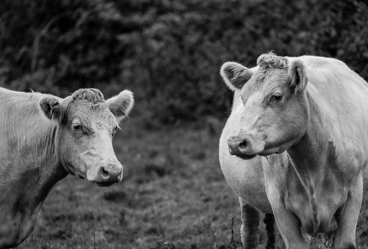 Dua ekor sapi di padang rumput