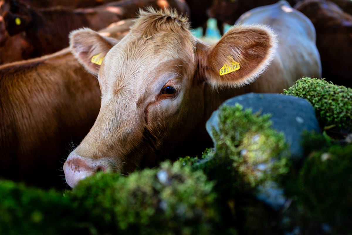 Sapi perah sedang makan di kandang