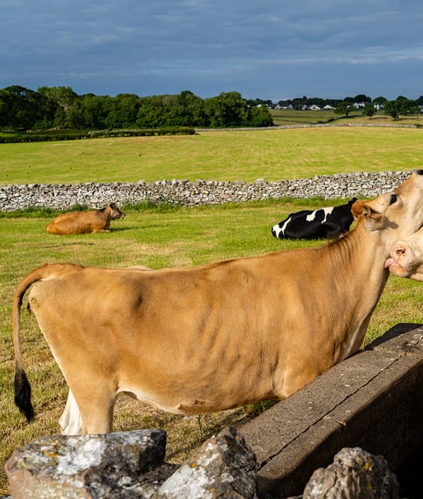 Sapi di padang rumput berpagar batu