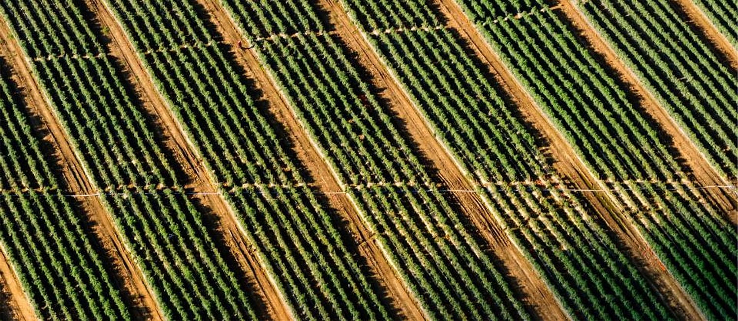 Foto proyek kebun