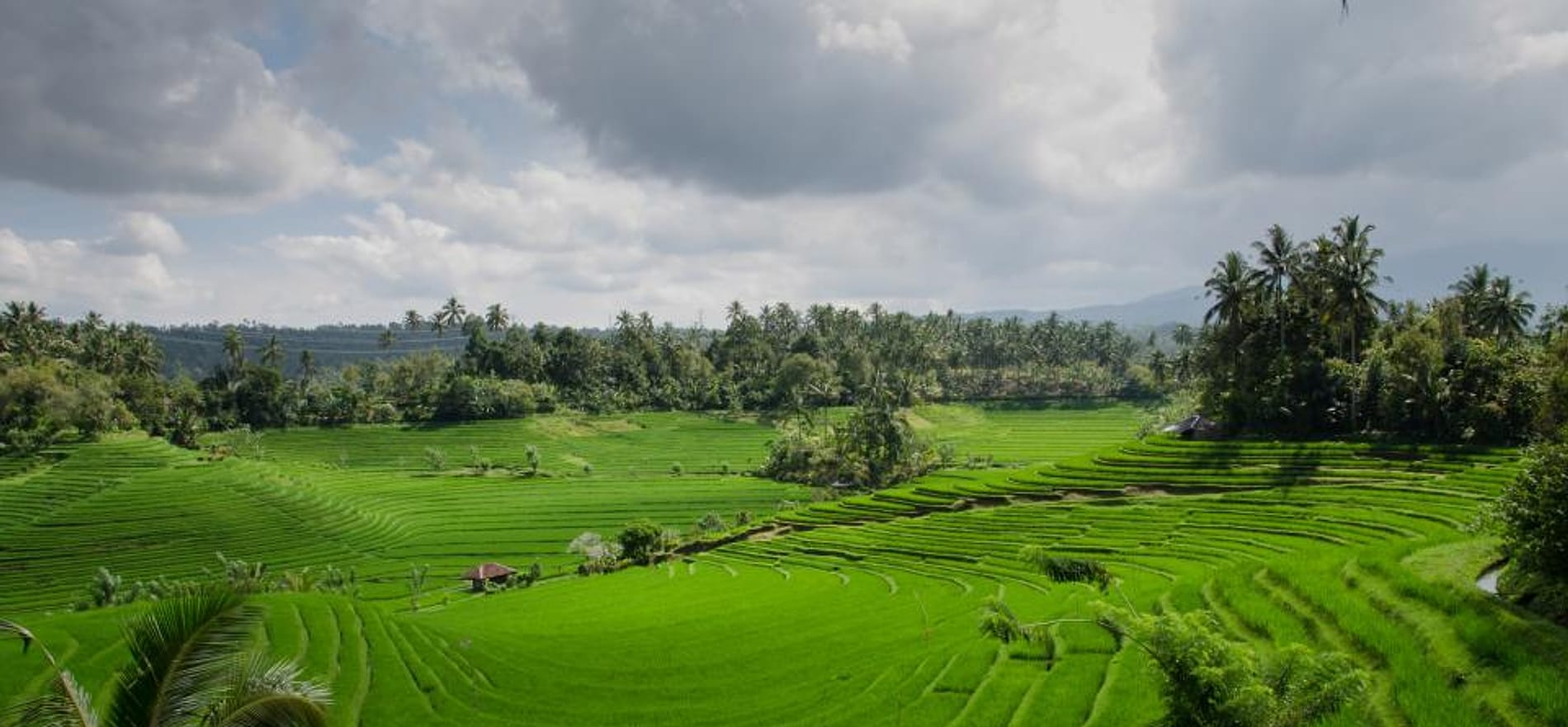 Foto kebun MDIX Pertanian Harmoni