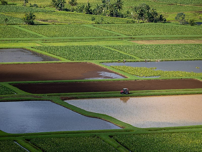 Foto kebun MDIX Pertanian Harmoni