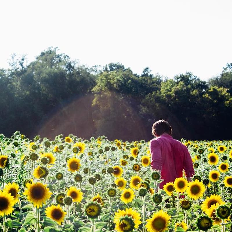 Foto kebun MDIX Pertanian Harmoni
