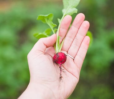 Foto kebun MDIX Pertanian Cakrawala