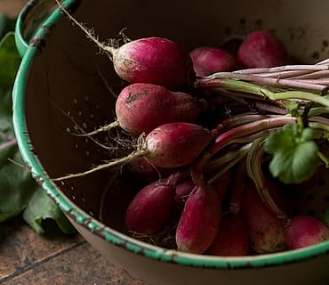 Foto kebun MDIX Pertanian Cakrawala