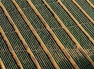 Foto kebun MDIX Pertanian Cakrawala