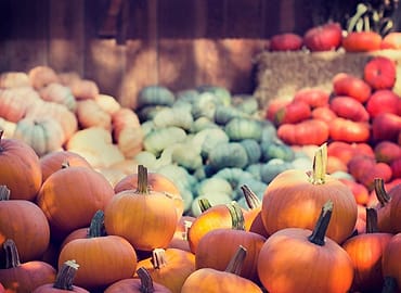 Foto kebun MDIX Pertanian Cakrawala