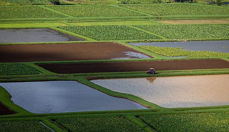 Foto kebun MDIX Pertanian Cakrawala
