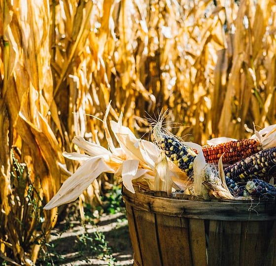Foto kebun MDIX Pertanian Cakrawala