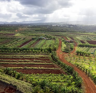 Foto kebun MDIX Pertanian Cakrawala
