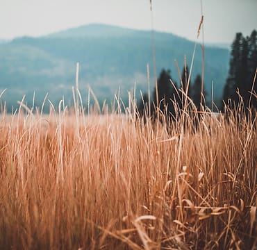 Foto kebun MDIX Pertanian Cakrawala