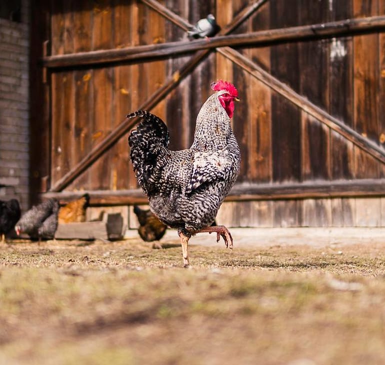 Ayam kampung di halaman kandang