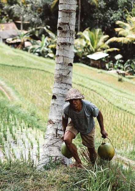 Petani di sawah terasering