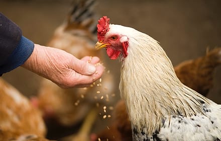 Ayam kampung diberi pakan