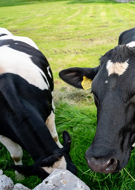 Sapi perah di padang rumput