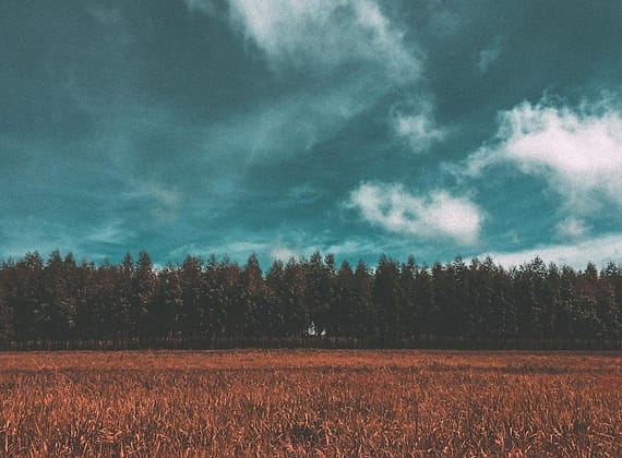 Foto kebun MDIX Pertanian Cakrawala