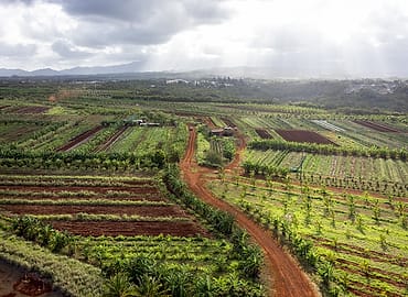Foto kebun MDIX Pertanian Cakrawala