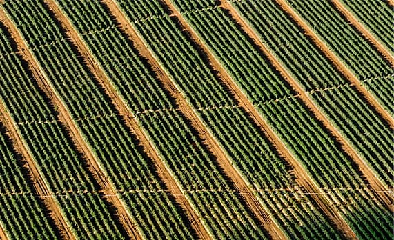 Foto kebun MDIX Pertanian Cakrawala