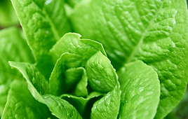 Selada Romaine