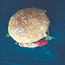 Burger Asap BBQ