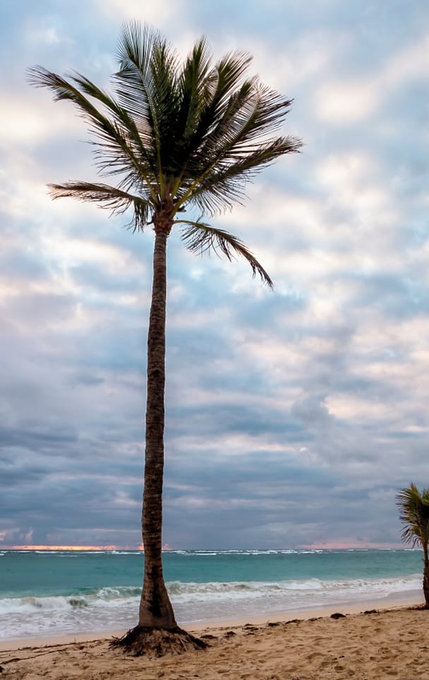 Pohon kelapa di tepi pantai