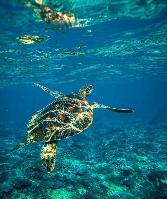 Penyu di bawah laut